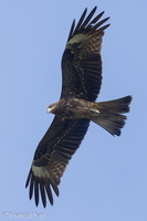 Black Kite-220130-138MSDCF-FRY03656-W.jpg