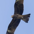 Black Kite-220130-138MSDCF-FRY03656-W.jpg
