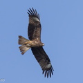 Black Kite-220130-138MSDCF-FRY03945-W.jpg
