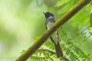 Black Paradise Flycatcher-121024-103EOS1D-FY1X1117-W.jpg