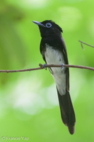 Black Paradise Flycatcher-161102-106EOS1D-F1X27579-W.jpg