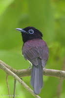 Black Paradise Flycatcher-161102-106EOS1D-F1X27616-W.jpg