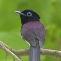 Black Paradise Flycatcher-161102-106EOS1D-F1X27616-W.jpg