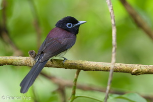 Black Paradise Flycatcher-161105-106EOS1D-F1X28380-W.jpg