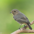 Black Redstart-211207-132MSDCF-FRY01325-W.jpg