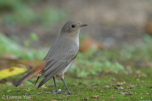 Black Redstart-211207-132MSDCF-FRY01851-W.jpg