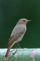 Black Redstart-211220-133MSDCF-FRY06462-W.jpg