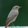 Black Redstart-211220-133MSDCF-FRY06462-W.jpg