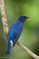 Blue-and-white Flycatcher-211205-130MSDCF-FRY07555-W.jpg