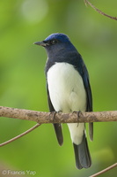 Blue-and-white Flycatcher-211205-131MSDCF-FRY00231-W.jpg