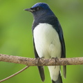 Blue-and-white Flycatcher-211205-131MSDCF-FRY00231-W.jpg