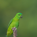 Blue-crowned Hanging Parrot-130322-105EOS1D-FY1X9135-W.jpg