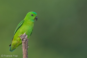 Blue-crowned Hanging Parrot-130322-105EOS1D-FY1X9232-W.jpg