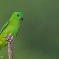 Blue-crowned Hanging Parrot-130322-105EOS1D-FY1X9232-W.jpg