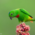 Blue-crowned Hanging Parrot-240409-223MSDCF-FYP02537-W.jpg