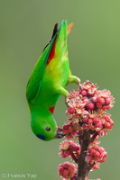 Blue-crowned Hanging Parrot-240409-223MSDCF-FYP02654-W.jpg