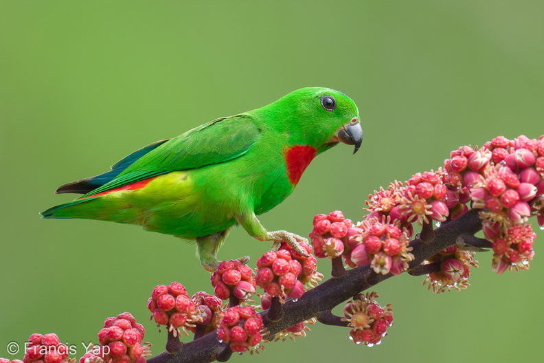 Blue-crowned_Hanging_Parrot-240409-223MSDCF-FYP03468-W.jpg