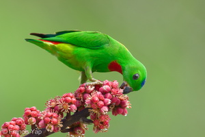 Blue-crowned Hanging Parrot-240409-223MSDCF-FYP03785-W.jpg