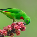 Blue-crowned Hanging Parrot-240409-223MSDCF-FYP03785-W.jpg