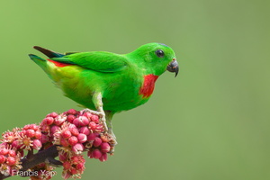 Blue-crowned Hanging Parrot-240409-223MSDCF-FYP04043-W.jpg