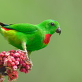 Blue-crowned Hanging Parrot-240409-223MSDCF-FYP04043-W.jpg