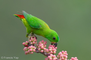 Blue-crowned Hanging Parrot-240409-223MSDCF-FYP04324-W.jpg