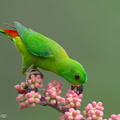 Blue-crowned Hanging Parrot-240409-223MSDCF-FYP04324-W.jpg