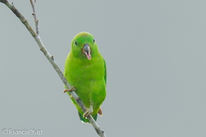 Blue-crowned Hanging Parrot-250807-117FRYAP-FYA02904-W.jpg