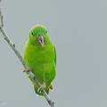 Blue-crowned Hanging Parrot-250807-117FRYAP-FYA02904-W.jpg