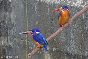 Blue-eared Kingfisher-140214-113EOS1D-FY1X9616-W.jpg