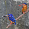 Blue-eared Kingfisher-140214-113EOS1D-FY1X9616-W.jpg