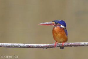 Blue-eared Kingfisher-140214-114EOS1D-FY1X0046-W.jpg