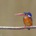 Blue-eared Kingfisher-140214-114EOS1D-FY1X0046-W.jpg