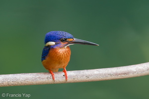 Blue-eared Kingfisher-191013-100MSDCF-FYP07222-W.jpg