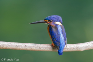 Blue-eared Kingfisher-191013-100MSDCF-FYP07292-W.jpg