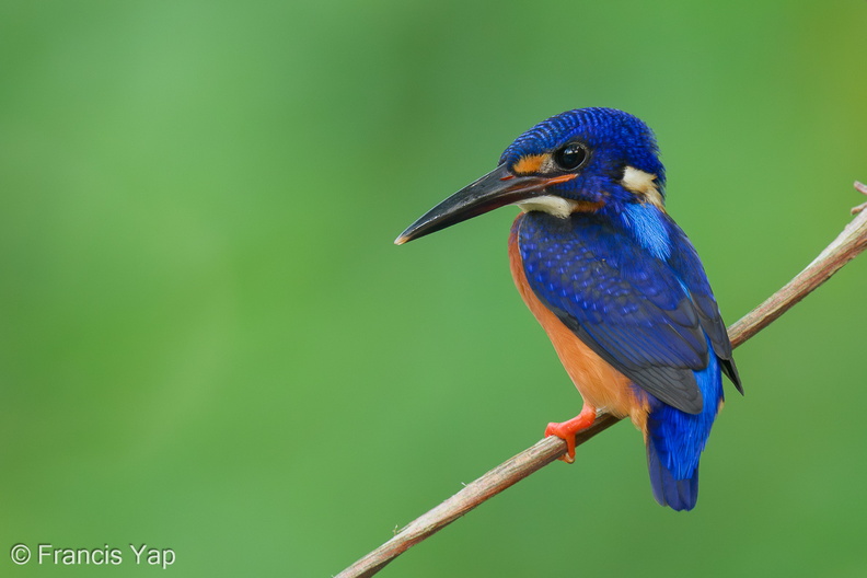 Blue-eared_Kingfisher-230613-206MSDCF-FYP07659-W.jpg