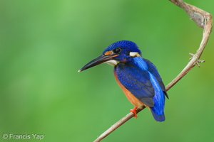 Blue-eared Kingfisher-230613-206MSDCF-FYP08031-W.jpg