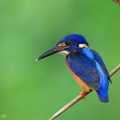 Blue-eared Kingfisher-230613-206MSDCF-FYP08031-W.jpg