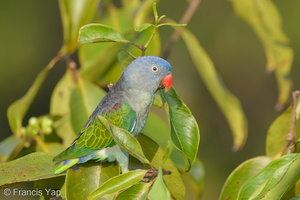 Blue-rumped Parrot-130308-105EOS1D-FY1X8075-W.jpg
