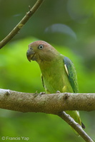 Blue-rumped Parrot-140425-115EOS1D-FY1X9217-W.jpg