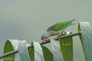 Blue-rumped Parrot-180627-110ND500-FYP_0903-W.jpg