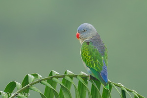 Blue-rumped Parrot-240604-231MSDCF-FYP03652-W.jpg