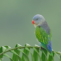 Blue-rumped Parrot-240604-231MSDCF-FYP03652-W.jpg