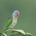 Blue-rumped Parrot-240605-231MSDCF-FYP05453-W.jpg