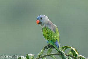 Blue-rumped Parrot-250516-107FRYAP-FYA00312-W.jpg