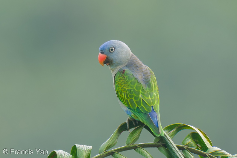 Blue-rumped_Parrot-250516-107FRYAP-FYA00312-W.jpg