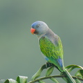 Blue-rumped Parrot-250516-107FRYAP-FYA00312-W.jpg