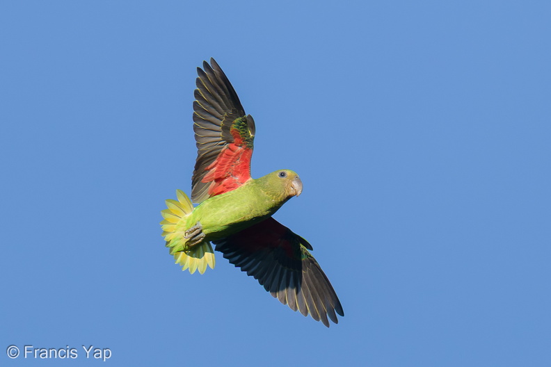 Blue-rumped_Parrot-251002-125FRYAP-FYA02355-W.jpg