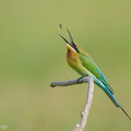 Blue-tailed Bee-eater-210131-129MSDCF-FYP08305-W.jpg