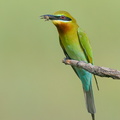 Blue-tailed Bee-eater-210131-129MSDCF-FYP09101-W.jpg